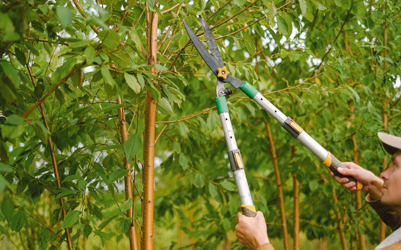 Tree trimming in La Fontaine, IN