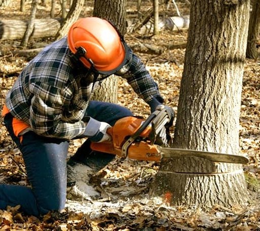 Tree Removal in La Fontaine, IN